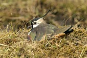 Lapwing on nest Incubation,Reproduction,Aves,Birds,Charadriidae,Lapwings, Plovers,Chordates,Chordata,Ciconiiformes,Herons Ibises Storks and Vultures,Temperate,Wetlands,Species of Conservation Concern,Vanellus,Wildlif