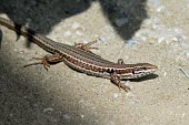 Female Skyros wall lizard Adult Female,Adult,Europe,Terrestrial,Omnivorous,Animalia,Vulnerable,Squamata,Rock,Lacertidae,Chordata,Scrub,Podarcis,Reptilia,IUCN Red List