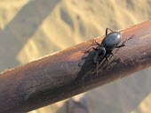 Tentyrina palmeri Coleoptera,IUCN Red List,Africa,Desert,Terrestrial,Animalia,Asia,Tentyrina,Arthropoda,Not Evaluated,Tenebrionidae,Insecta