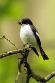 Male pied flycatcher with damselfly prey Feeding,Adult,Adult Male,Passeriformes,Wildlife and Conservation Act,Species of Conservation Concern,Europe,Carnivorous,Animalia,hypoleuca,Africa,Muscicapidae,Broadleaved,Ficedula,Asia,Chordata,Aves,A