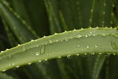 Close up of a bitter aloe leaf Leaves,Liliales,Terrestrial,Liliaceae,Plantae,Liliopsida,Photosynthetic,Heathland,Appendix II,Africa,Grassland,Tracheophyta,Aloe