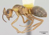 Wingless queen Formica dirksi specimen, profile IUCN Red List,Animalia,Formica,Arthropoda,Insecta,Terrestrial,Hymenoptera,Vulnerable,Formicidae,North America