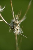 Narrow-leaved cudweed dispersing seeds Reproduction,Seed dispersal,Seeds,Plantae,Asterales,Asteraceae,Magnoliopsida,Heathland,Photosynthetic,Africa,Filago,Agricultural,Critically Endangered,Europe,Anthophyta,Terrestrial