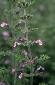 Cut-leaved germander flowers Flower,Leaves,Lamiales,Magnoliopsida,Dicots,Mint Family,Lamiaceae,Magnoliophyta,Flowering Plants,Teucrium,Terrestrial,Europe,Anthophyta,Photosynthetic,Plantae,Temperate,Wildlife and Conservation Act,V