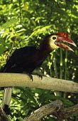 Visayan wrinkled hornbill perched on branch Adult,Aves,Coraciiformes,waldeni,Appendix II,Tropical,Bucerotidae,Aceros,Chordata,Asia,Animalia,Critically Endangered,Flying,Herbivorous,IUCN Red List