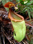 Nepenthes insignis pitcher, mainland form Mature form,Forest,Terrestrial,CITES,Asia,Vulnerable,Riparian,IUCN Red List,Nepenthales,Nepenthaceae,Appendix II,Nepenthes,Photosynthetic,Plantae,Tracheophyta,Magnoliopsida