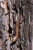 Spanish algyroides on tree trunk Habitat,Species in habitat shot,Adult,Forest,IUCN Red List,Reptilia,Mountains,Chordata,Algyroides,Animalia,Endangered,Europe,Terrestrial,Carnivorous,Rock,Lacertidae,Squamata