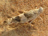 Pseudosphingonotus savignyi on sand Arthropoda,Acrididae,Terrestrial,Not Evaluated,Insecta,Orthoptera,Animalia,Pseudosphingonotus,Herbivorous