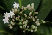 Male flowers of Psychotria pervillei Flower,Sub-tropical,Terrestrial,Vulnerable,Rubiaceae,Magnoliopsida,Plantae,Rubiales,Indian,Psychotria,Tracheophyta,Photosynthetic,IUCN Red List