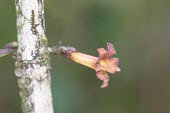 Colea colei in flower Flower,IUCN Red List,Africa,Magnoliopsida,Bignoniaceae,Scrophulariales,Colea,colei,Endangered,Photosynthetic,Tracheophyta,Plantae