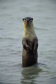Smooth-coated otter standing on hind legs in river, on alert Survival Adaptations,Adult,Chordates,Chordata,Mammalia,Mammals,Carnivores,Carnivora,Weasels, Badgers and Otters,Mustelidae,Carnivorous,Appendix II,perspicillata,Terrestrial,Ponds and lakes,Streams and