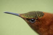 Close up of a male Juan Fernndez firecrown Adult,Adult Male,Chordata,Appendix II,Aves,Sephanoides,Animalia,South America,fernandensis,Apodiformes,Sub-tropical,Critically Endangered,Carnivorous,Fluid-feeding,Flying,Trochilidae,IUCN Red List