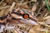 Kuroiwa's ground gecko (G.k.orientalis) close up Adult,Carnivorous,Terrestrial,IUCN Red List,Goniosaurus,Chordata,Sub-tropical,Reptilia,Forest,Asia,Gekkonidae,Animalia,Squamata,Endangered