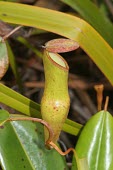 Nepenthes pervillei pitcher Mature form,Magnoliopsida,Nepenthales,Nepenthaceae,Plantae,pervillei,Appendix II,Nepenthes,Africa,Tropical,Carnivorous,Vulnerable,Terrestrial,Photosynthetic,Scrub,Tracheophyta,IUCN Red List