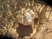 Desert truffle in sand Fruiting body,Pezizaceae,Europe,Terrestrial,Tirmania,Ascomycota,Pezizales,Asia,Desert,Subterranean,Fungi,Lecanoromycetes,Africa,Saprophytic