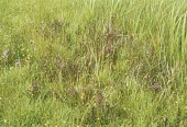 Marsh lousewort in flower amongst vegetation Habitat,Species in habitat shot,Common,Magnoliopsida,Photosynthetic,Parasitic/parasitoid,Terrestrial,Anthophyta,Plantae,Europe,Pedicularis,Asia,Temperate,Wetlands,Scrophulariales,Scrophulariaceae
