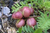 Pyne's ground plum fruits Fruits or berries,Plantae,Fabales,Magnoliopsida,Rock,Tracheophyta,Leguminosae,Photosynthetic,Astragalus,North America,Endangered,Terrestrial