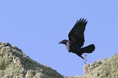 Raven taking off from rocks Take-off,Locomotion,Flying,Crows, Ravens, Jays,Corvidae,Perching Birds,Passeriformes,Aves,Birds,Chordates,Chordata,Temperate,Terrestrial,North America,Corvus,Europe,Coastal,corax,Asia,Carnivorous,Anim