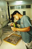 A juvenile blue-naped parrot rescued from an illegal pet trade seller being reared in captivity Fledgling,Threats to existence,Aves,Birds,Parakeets, Macaws, Parrots,Psittacidae,Chordates,Chordata,Parrots,Psittaciformes,lucionensis,Near Threatened,Terrestrial,Tanygnathus,Arboreal,Animalia,Asia,He