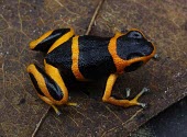 Summers poison frog on leaf Adult,Anura,Endangered,South America,Aquatic,Fresh water,Dendrobatidae,Arboreal,Animalia,Terrestrial,Amphibia,Forest,Chordata,Mountains,Ranitomeya,IUCN Red List,Rock