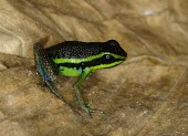 Emerald poison frog Survival Adaptations,Adult,Defence behaviours,Camouflage,Amphibia,Aquatic,Fresh water,Dendrobatidae,Tropical,Forest,Terrestrial,Animalia,IUCN Red List,Anura,Streams and rivers,Rainforest,Chordata,Amee
