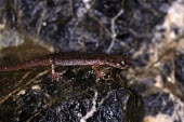 Sardinian cave salamander, side view Adult,Vulnerable,Caudata,Atylodes,Rock,Europe,Carnivorous,Plethodontidae,Forest,Terrestrial,Subterranean,Temperate,Animalia,IUCN Red List,Chordata,Amphibia