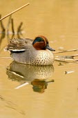 Male teal on water Adult Male,Adult,Aves,Birds,Chordates,Chordata,Waterfowl,Anseriformes,Ducks, Geese, Swans,Anatidae,Anas,Animalia,Flying,Shore,Asia,Europe,Terrestrial,Ponds and lakes,Aquatic,Wildlife and Conservation