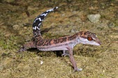 Kuroiwa's ground gecko (G.k.orientalis), lateral view Adult,Carnivorous,Terrestrial,IUCN Red List,Goniosaurus,Chordata,Sub-tropical,Reptilia,Forest,Asia,Gekkonidae,Animalia,Squamata,Endangered