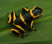 Summers poison frog on leaf Adult,Anura,Endangered,South America,Aquatic,Fresh water,Dendrobatidae,Arboreal,Animalia,Terrestrial,Amphibia,Forest,Chordata,Mountains,Ranitomeya,IUCN Red List,Rock