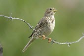 Corn bunting on barbed wire Vocalisations,Reproduction,Animalia,Passeriformes,Chordata,Omnivorous,Flying,Agricultural,Europe,Emberizidae,calandra,Aves,Miliaria,IUCN Red List,Least Concern