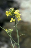 Lundy cabbage flowers Flower,Europe,Capparales,Magnoliopsida,Anthophyta,Terrestrial,Coincya,Coastal,Photosynthetic,Brassicaceae,Plantae