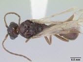 Male Harpagoxenus sublaevis specimen, dorsal view IUCN Red List,Harpagoxenus,Terrestrial,Arthropoda,Animalia,Insecta,Hymenoptera,Vulnerable,Europe,Formicidae