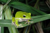 Farmland green treefrog Adult,Fresh water,Chordata,Amphibia,Asia,Terrestrial,Endangered,Forest,Rhacophorus,Tropical,IUCN Red List,Aquatic,Sub-tropical,Wetlands,Animalia,Anura,Rhacophoridae