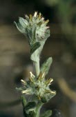 Red-tipped cudweed flowers Flower,Plantae,Asterales,Anthophyta,Photosynthetic,Agricultural,Magnoliopsida,Asteraceae,Heathland,Filago,Europe,Vulnerable,Wildlife and Conservation Act,Terrestrial,Temperate