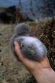 Pink-footed shearwater chick being held Chick,Procellariidae,Shearwaters and Petrels,Ciconiiformes,Herons Ibises Storks and Vultures,Chordates,Chordata,Aves,Birds,Ocean,Rock,Pacific,Aquatic,Carnivorous,Scrub,Procellariiformes,Flying,Vulnera