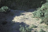 Narrow-leaved cudweed habitat Habitat,General habitat shot (without species),Plantae,Asterales,Asteraceae,Magnoliopsida,Heathland,Photosynthetic,Africa,Filago,Agricultural,Critically Endangered,Europe,Anthophyta,Terrestrial