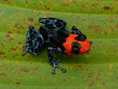 Blessed poison frog, dorsal view Adult,Tropical,South America,Chordata,Sub-tropical,Terrestrial,IUCN Red List,Carnivorous,Anura,Aquatic,Amphibia,Fresh water,Ranitomeya,Forest,Vulnerable,Animalia,Dendrobatidae