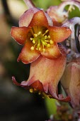 Detail of Cotyledon orbiculata flower Flower,Mature form,Grassland,Rosales,Africa,Rock,Terrestrial,Crassulaceae,Tracheophyta,Photosynthetic,Magnoliopsida,Cotyledon,Plantae,Heathland