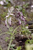 Purple ramping-fumitory in flower Flower,Anthophyta,Europe,Photosynthetic,Papaverales,Plantae,Magnoliopsida,Coastal,Terrestrial,Urban,Fumariaceae,Fumaria,Agricultural