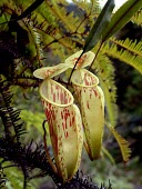 Nepenthes glabrata pitchers, upper form Mature form,Asia,Carnivorous,Forest,Nepenthes,IUCN Red List,Nepenthales,Nepenthaceae,Plantae,Magnoliopsida,Tracheophyta,Terrestrial,Sub-tropical,Vulnerable