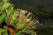 Glionnetia sericea flowers Flower,Tracheophyta,Magnoliopsida,IUCN Red List,Rubiaceae,Plantae,sericea,Rubiales,Glionnetia,Photosynthetic,Terrestrial,Indian,Endangered