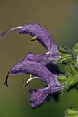 Meadow clary flowers Flower,Mint Family,Lamiaceae,Lamiales,Magnoliopsida,Dicots,Magnoliophyta,Flowering Plants,Photosynthetic,Grassland,Europe,Plantae,Terrestrial,Scrub,Agricultural,Salvia,Temperate,Anthophyta,Wildlife an