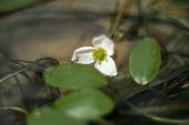 Floating water-plantain flower Flower,Leaves,Liliopsida,Alismatales,Luronium,STAT_HD,Alismataceae,Ponds and lakes,Europe,Wildlife and Conservation Act,Aquatic,Photosynthetic,Tracheophyta,Plantae,IUCN Red List,Least Concern