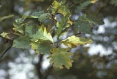 Sorbus leyana leaves Leaves,Magnoliopsida,Photosynthetic,Plantae,Rosaceae,Anthophyta,Sorbus,Europe,Rosales,Terrestrial,Broadleaved