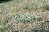 Red-tipped cudweed Mature form,Plantae,Asterales,Anthophyta,Photosynthetic,Agricultural,Magnoliopsida,Asteraceae,Heathland,Filago,Europe,Vulnerable,Wildlife and Conservation Act,Terrestrial,Temperate