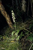 Young's helleborine in flower Mature form,Flower,Leaves,Photosynthetic,Broadleaved,Orchidales,Tracheophyta,Endangered,Epipactis,Liliopsida,Plantae,Europe,Wildlife and Conservation Act,Orchidaceae