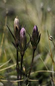 Dune gentian flowers, closed Flower,Anthophyta,Gentianella,Plantae,Terrestrial,Gentianales,Europe,Vulnerable,Wildlife and Conservation Act,Magnoliopsida,Photosynthetic,Sand-dune,Asia,Gentianacae