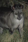 Lowland tapir at night Adult,Chordates,Chordata,Perissodactyla,Odd-toed Ungulates,Mammalia,Mammals,Tapirs,Tapiridae,Rainforest,Tapirus,Appendix II,Streams and rivers,terrestris,Animalia,Herbivorous,South America,Terrestrial
