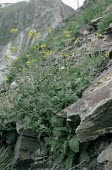 Lundy cabbage in flower Marine,Habitat,Seashore,Species in habitat shot,Mature form,Europe,Capparales,Magnoliopsida,Anthophyta,Terrestrial,Coincya,Coastal,Photosynthetic,Brassicaceae,Plantae