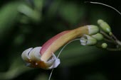 Close up of Colea seychellarum flower Flower,Africa,Endangered,Colea,Photosynthetic,Magnoliopsida,IUCN Red List,Scrophulariales,Terrestrial,Forest,Bignoniaceae,Plantae,Tracheophyta